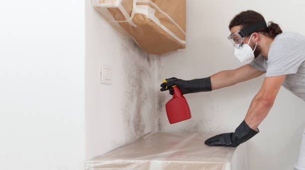 Professional Mold Removal technician working in Dania, FL