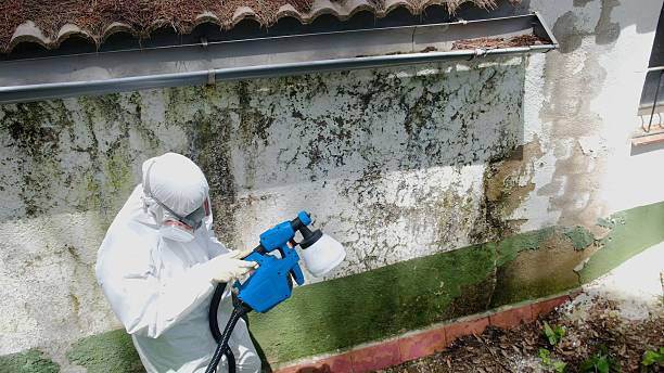 Top rated local Mold Removal specialists in Dania, FL
